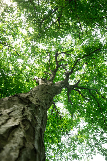 istock Forest trees. nature green wood sunlight backgrounds 2160208951