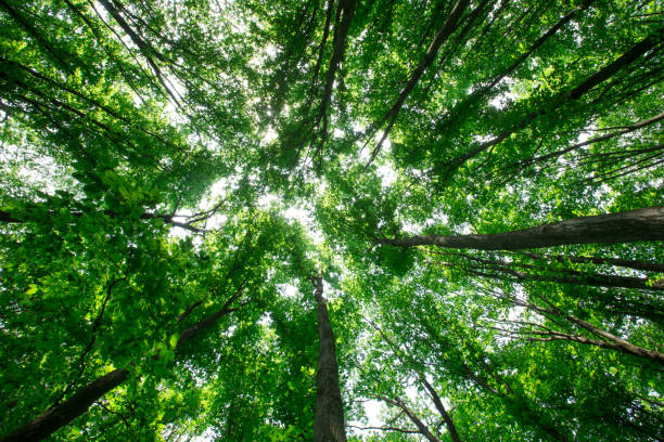 istock Forest trees. nature green wood sunlight backgrounds 2160208960