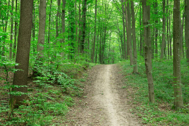 istock Forest trees. nature green wood sunlight backgrounds 2160208963