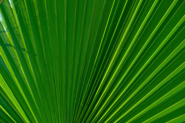 istock palm leaf as a background for photos 5 2160209141