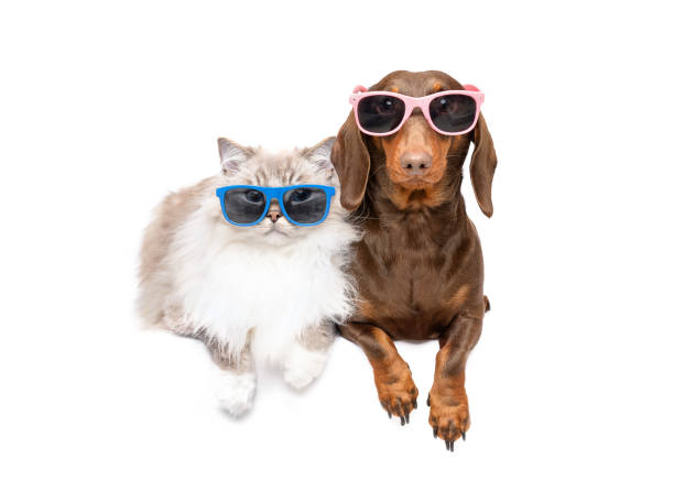Dachshund Glasses/Sunglasses Case - Pink Dachshund Glasses/Sunglasses Case - Pink