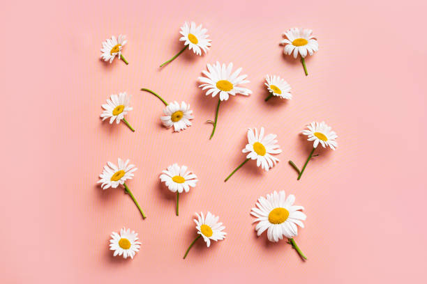 istock Chamomile daisy flowers and petals on pink background 2160209501