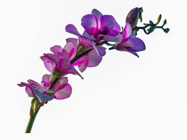 istock Isolated purple and white orchid on white background. 2160210643