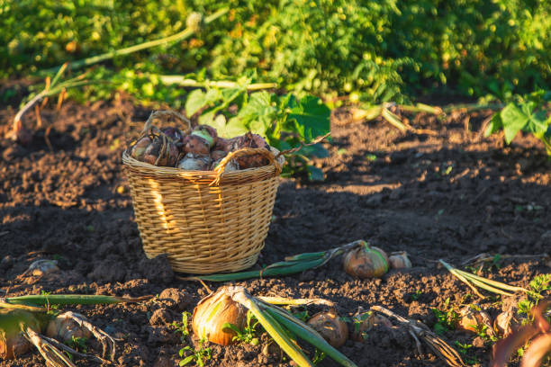 Onion harvest in the garden. Selective focus. Food.