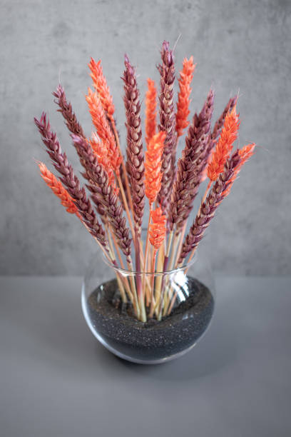 istock A bouquet of dry colored wheat as interior decoration 2160211745