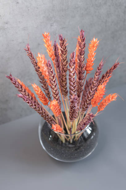 istock A bouquet of dry colored wheat as interior decoration 2160211746