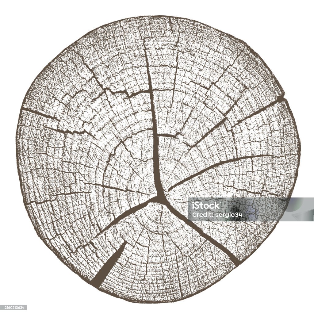 Tree Rings Cut Art Wood Texture Cross Section Of Tree Rings Stock Illustration - Download ...