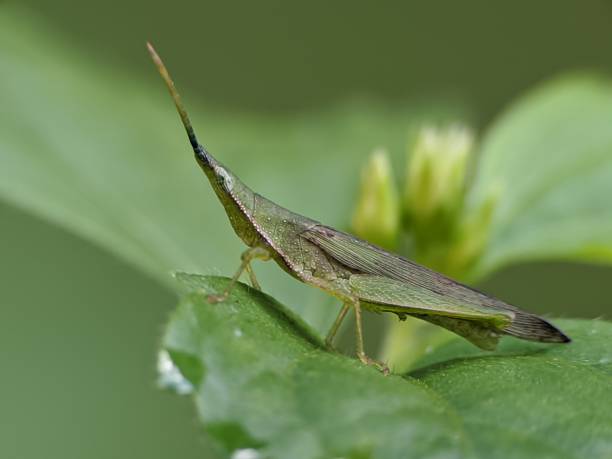 istock green grasshopper or Acrida cinerea perched on a leaf 2160214059