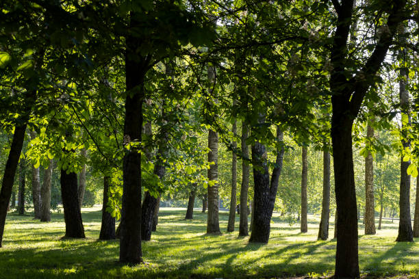 istock deciduous trees in the park on a sunny day 2160214331