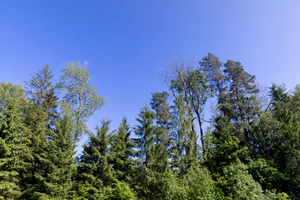 green foliage of trees in summer, deciduous trees in sunny weather against a blue sky background