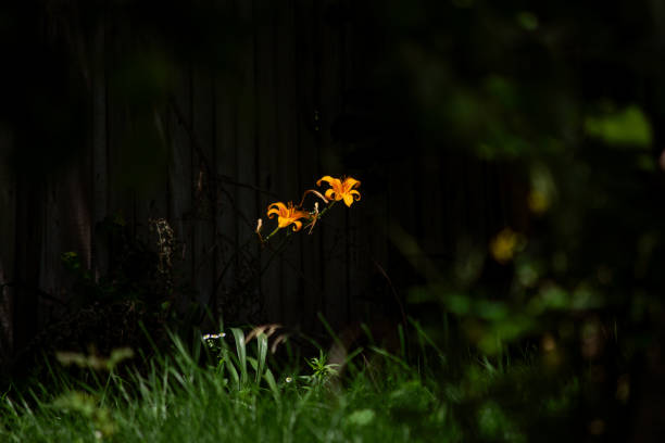flowers in the summer forest