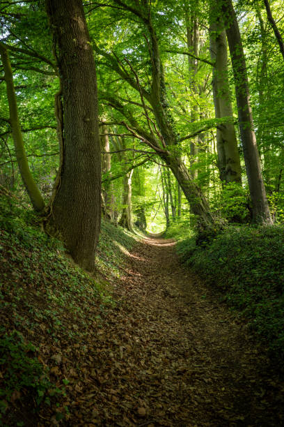 istock green forest in the sunshine 2160216281