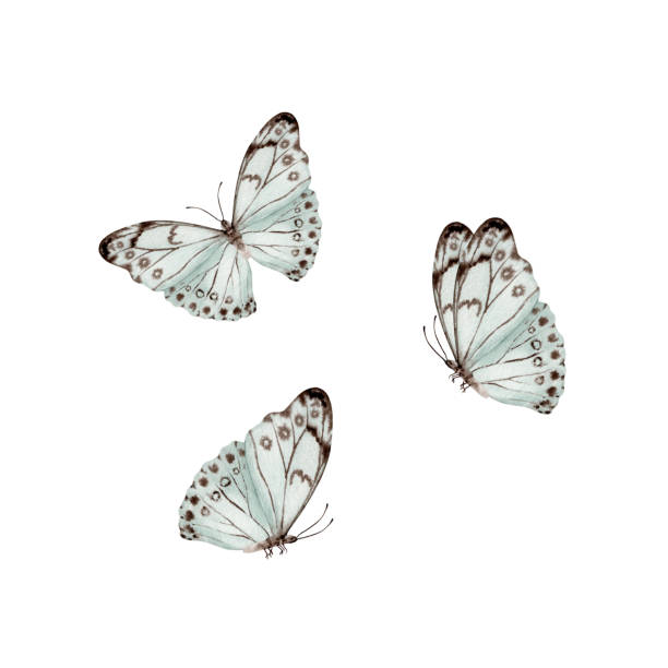 istock Vintage butterflies. Moths collection. Hand drawn watercolor illustration isolated on white background. Design element for natural patterns, floral card, dress prints. Beautiful retro nature sticker 2160218628