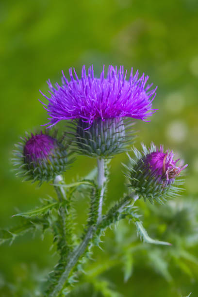 istock Beautiful thistle flowers on a blurred green plant background. 2160220068