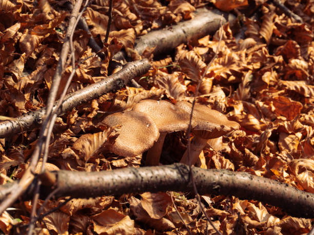 Wild mushrooms growing amidst fallen leaves and branches in a Carpathian forest during autumn. Perfect for nature photography, botanical studies, and outdoor exploration themes.
