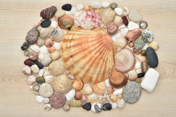 istock Sea shells, snails and pebbles on the brown wooden background 2160221408