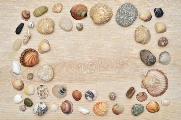 Sea shells, snails and pebbles of different sizes, shapes and colors on the brown wooden background . Top view. Close-up. Copy space.