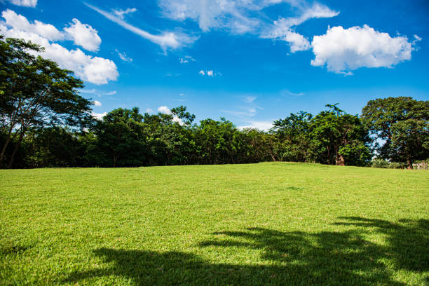 A beautiful landscape featuring a lush green lawn, scattered trees, and a bright blue sky with fluffy white clouds. The sunny weather highlights the vivid colors and tranquil atmosphere of the scene.