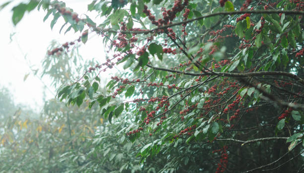 Image of a tree with red fruit in a beautiful forest