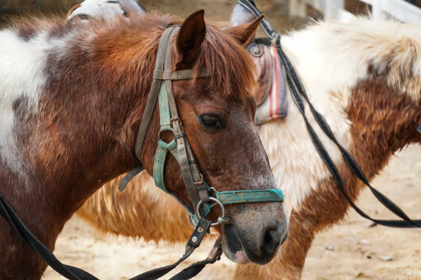 istock Dwarf horse face at the farm. 2 2160223876