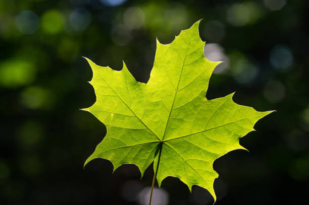 Green maple leaf in green foliage. Nature