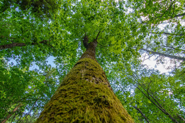 istock Low angle view of tree crowns in the forest 2160227872