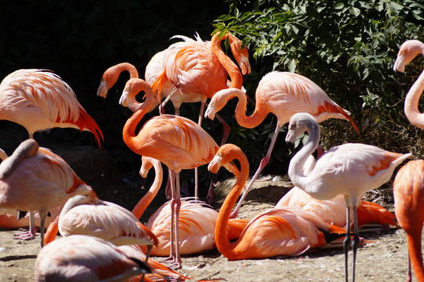 istock colony of flamingos 2160230780