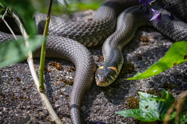 istock Grass snake natrix natrix on the garden path. Not a poisonous snake. 2160232590