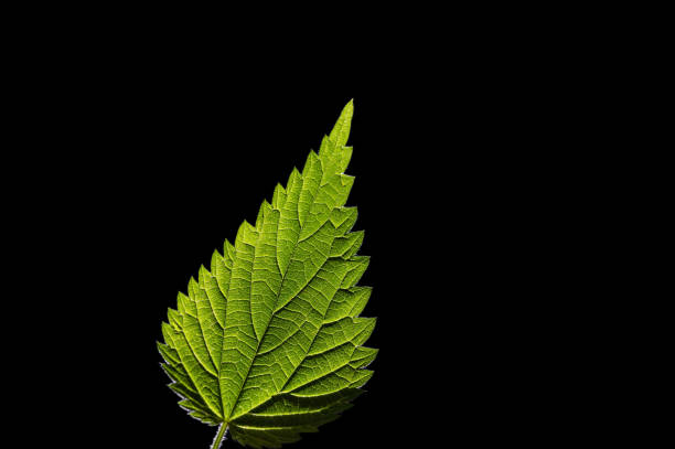 istock Stinging plant Urtica dioica, often known as common nettle, stinging nettle. 2160232657