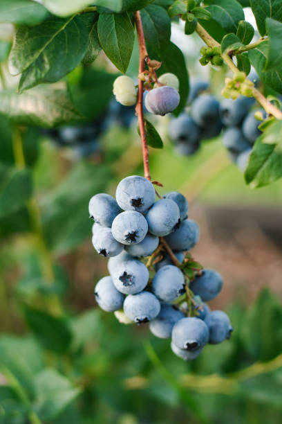 istock Ripe bunch of blueberries hanging from a bush ready to be picked 2160233032
