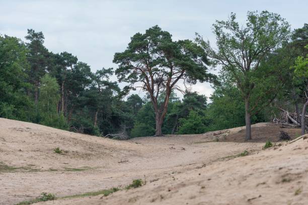 A serene sandy landscape with scattered trees and a cloudy sky