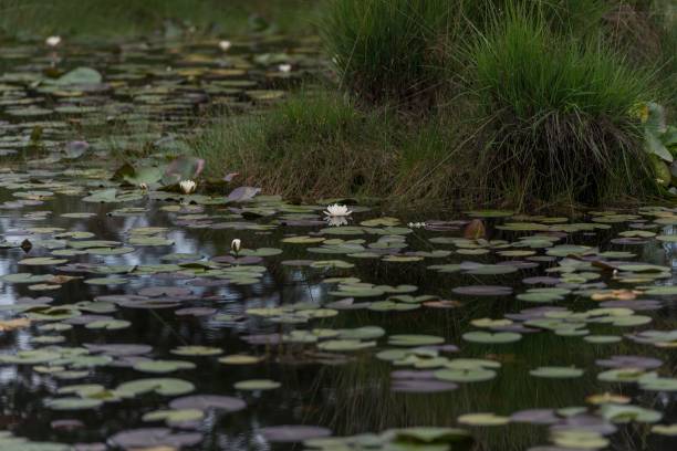 istock Serene pond with lily pads and blooming water lilies surrounded by lush greenery 2160234672