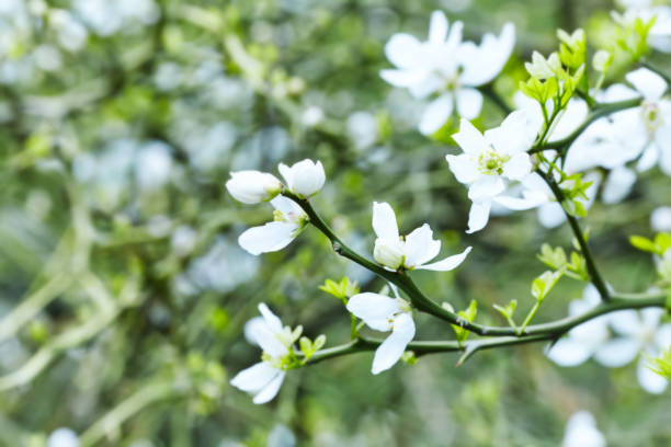 istock Nature background with spring flowers. Selective and soft focus. Close up. 2160234970