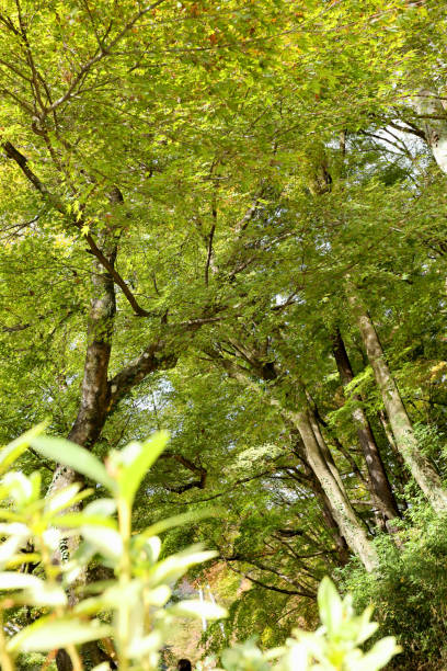 istock Korankei Gorge View 2160235416