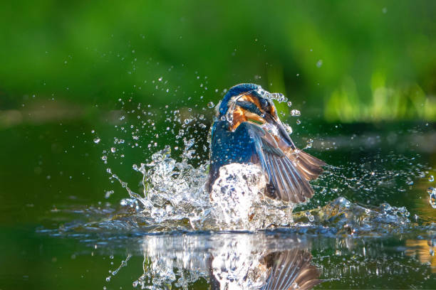 istock Common Kingfisher fishing 2160236420
