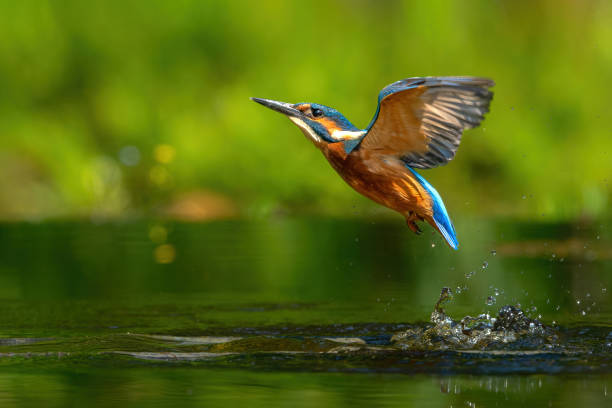 istock Common Kingfisher fishing 2160236429