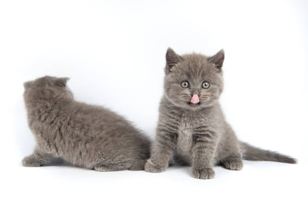 istock Cute grey British Shorthair cat kitten on a white background. 2160236705