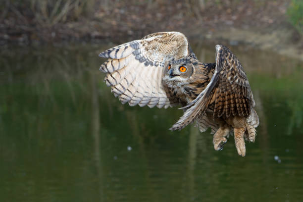 istock European Eagle Owl flying 2160236760