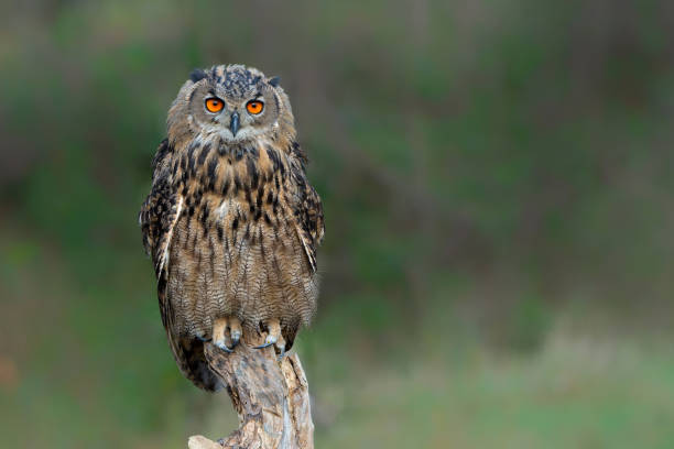 istock Eurasian Eagle-Owl in the Netherlands 2160236762