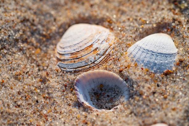 istock Sea shells on sand. Summer beach background. Top view 2160238867
