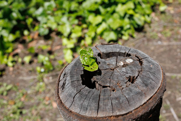 Symbolistic of Nature's life cycles, a small leaf sprouts vibrantly from the cracked and dried out surface of a weathered tree trunk, as if in defiance of those who cut away its crown.  Photographed in the Atsuta District of Nagoya city, Aichi Prefecture, Japan.