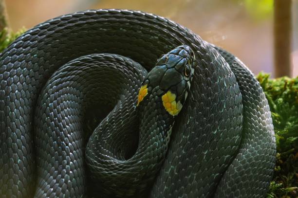 istock The grass snake Natrix natrix , sometimes called the ringed snake or water snake, is a Eurasian non-venomous snake. It is often found near water and feeds almost exclusively on amphibians. Lithuania 2160239391
