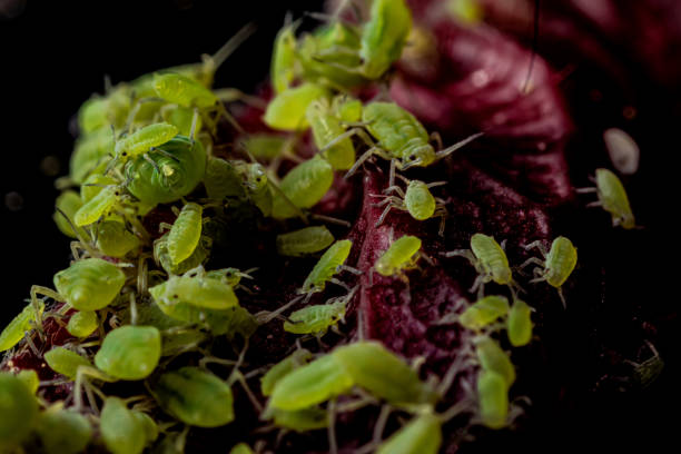 Mealybug, planococcus citrus, dangerous pest on orchid. Macro photo of tropical damaging insect