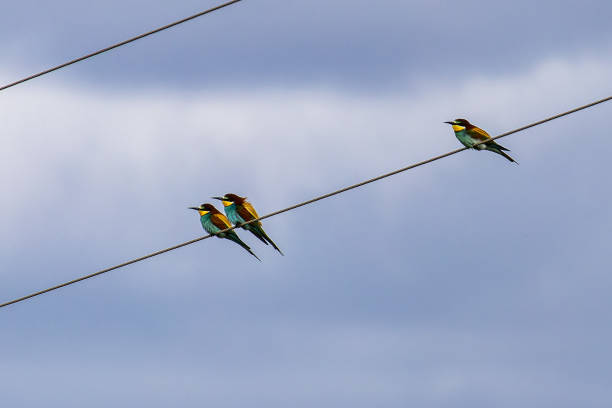 istock European bee-eater, Merops apiaster sitting on a power line at Parque Natural do Vale do Guadiana in Portugal 2160239995