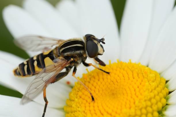 istock Closeup on a European Hayling Billy hoverfly, Helophilus pendulus on a white Leucanthemum flower 2160240032