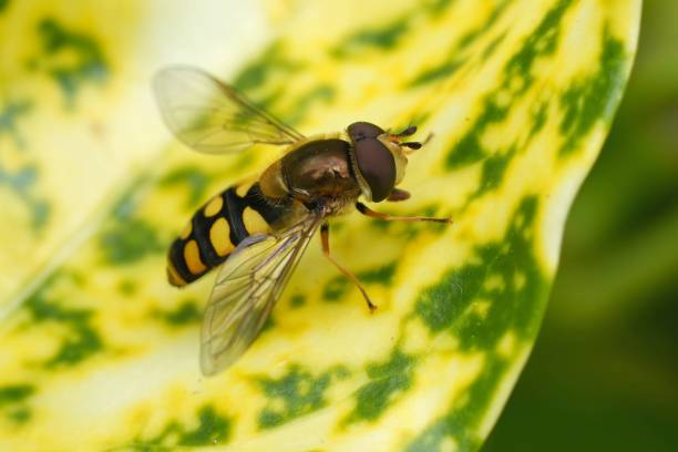 istock Closeup on the European common spotted hoverfly, Eupeodes luniger 2160240063