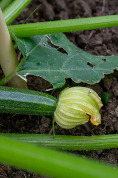 zucchini plant with flower and a young zucchini