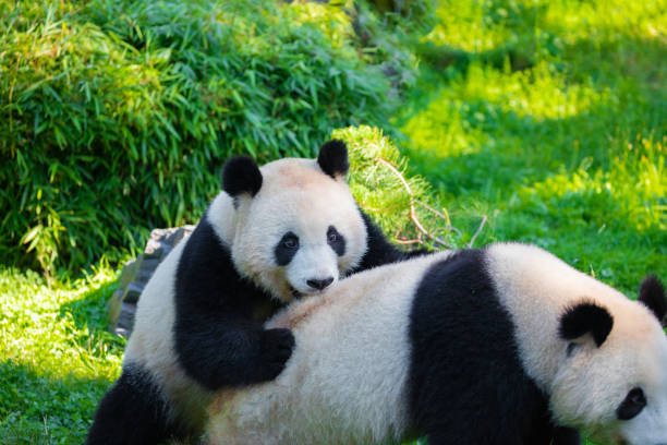 istock cheerful playing pandas on green lawn 2160240807
