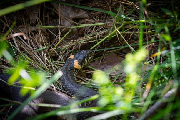istock Grass snake natrix natrix on the garden path. Not a poisonous snake. 2160241125