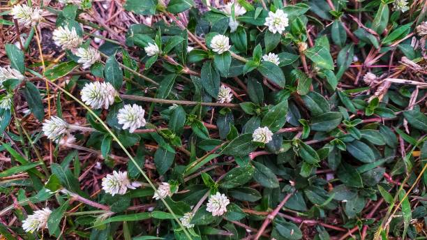 istock this is an alligator weed or alternanthera philoxeroides 2160242109